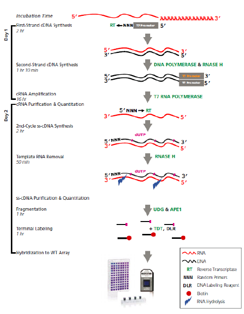 DNA Microarray Analysis Service/Clariom S Assay Service ：：Filgen, Inc.：：