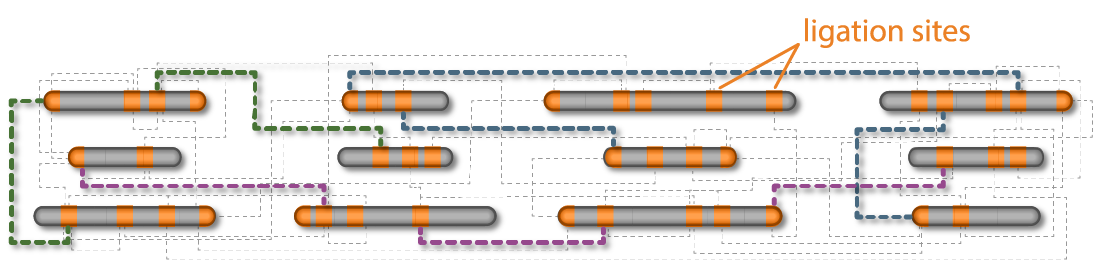 Phase Genomics社製 Hi-C解析用サンプル調整キット ：：フィルジェン 