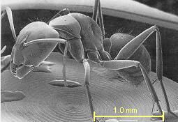 ant with Osmium metal